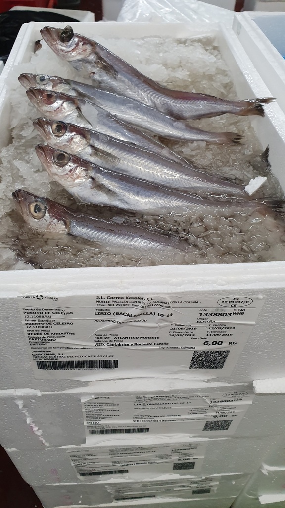 Pescadilla 300/500