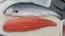 Salmon 8/9