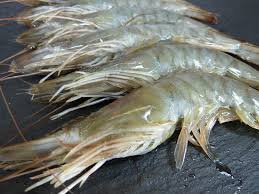 Langostino Fresco 25-30 pz/kg (G)