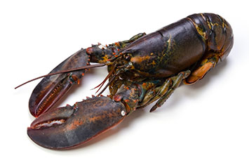 Bogavante Canada 350-400 g/pz 6kg