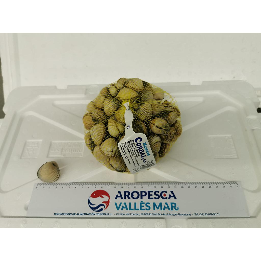 Escopinya G 50/60