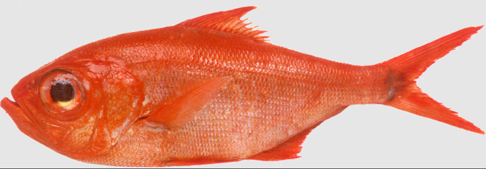 Virrei 600/800