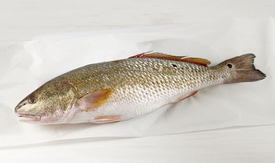 Corvina 3/4 Suprema 80gr