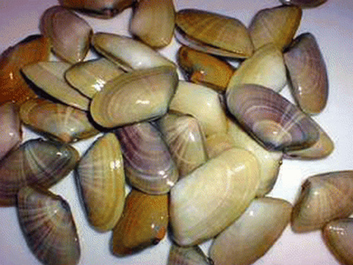 Tallarina G FR