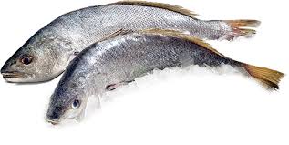Corvina Salvaje Origen 15-20 kg/pz