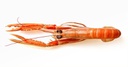 Escamarlà Nº2 15/20 (50-70 g/pza)1.250kg Net
