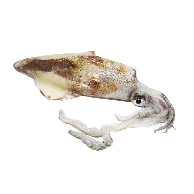 Calamar Potera Almaddu 100-140 g/pz 7kg