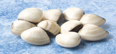 [C3350002] Cloïssa Blanca 60/80 Fishook (12-16 g/pça) 7x1 kg