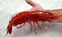 [C3314502] Gamba Carabinero Brillante 6-8 pz/kg (0)