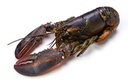 [C3320102] Bogavante Canada 500-550 g/pz 5,5kg