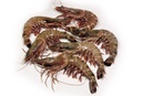 [C3310524] Langostino Black Tiger 50-65 g/pz (16-20) 10x1kg