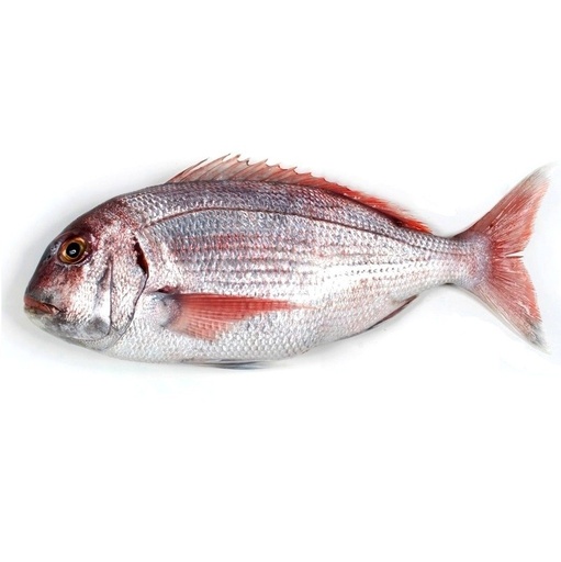 [754SG] Sargo 1000-1500 g/pz