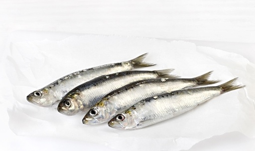 [720G] Sardina (G) Evo