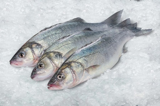 [7040E] Llobarro 1100/1400 Mediterrani Premium Evo