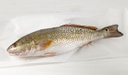 [F3213112] Corvina Piscifactoria Nacional 1500-2000 g/pz