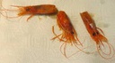 [1141] Gamba Alistada Cabezas ±1kg