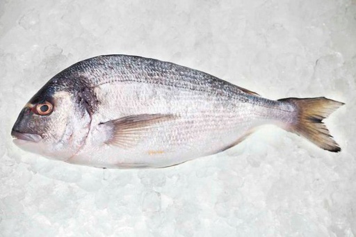 [F3232102] Dorada Piscifactoria Nacional 300-400 g/pz