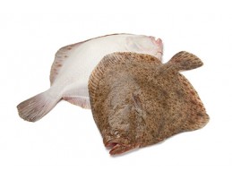 [7576] Rodaballo Vivero  2500-3000 g/pz