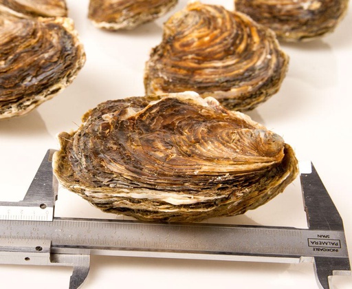[741T] Ostra Super King Gallega