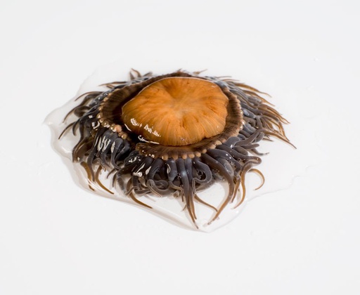 [7774] Ortiguillas De Mar 500g