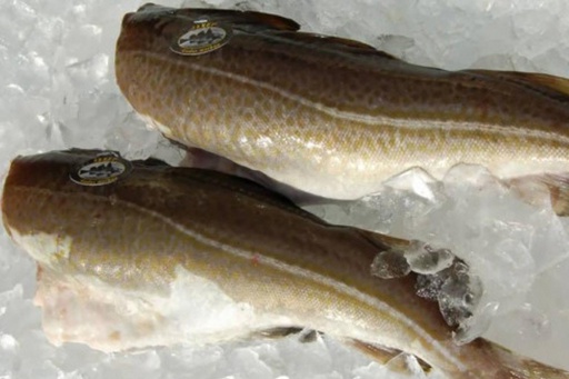 [717X] Bacalao 2/4 Skrey