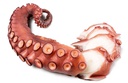 [759G] Pulpo Roca 3000-4000 g/pz