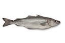 [C3217501] Fogonero Filete 500-1000 g/pz 11kg