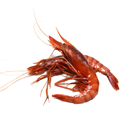 [C3314003] Gamba Alistada Costa Marruecos 20-25 pz/kg (2)